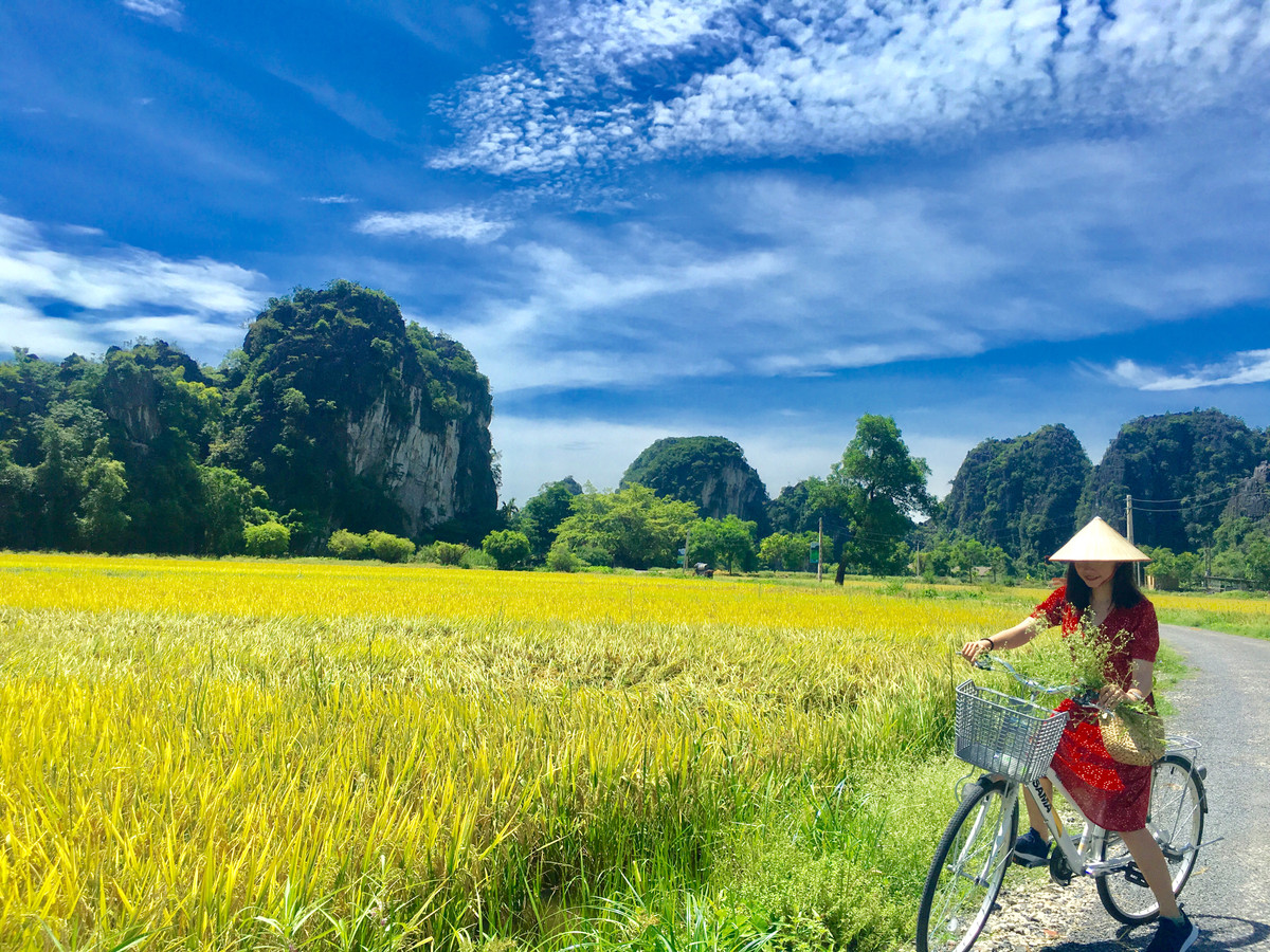 Không hùng vĩ như ruộng bậc thang ở Mù Cang Chải, không mênh mông bát ngát như những cánh đồng lúa đồng bằng sông Cửu Long, nhưng lúa chín ở Ninh Bình vẫn khiến nhiều người phải trầm trồ vì vẻ đẹp nên thơ như tranh vẽ.