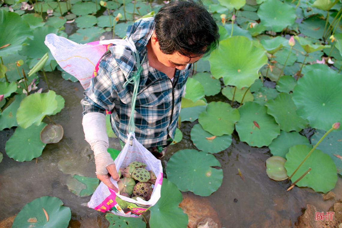 Vì là năm đầu tiên nên đầm sen nhà bà Xuân cho đài khá bé, còn nhiều hạt lép. Vì là năm đầu tiên nên đầm sen nhà bà Xuân cho đài khá bé, còn nhiều hạt lép.