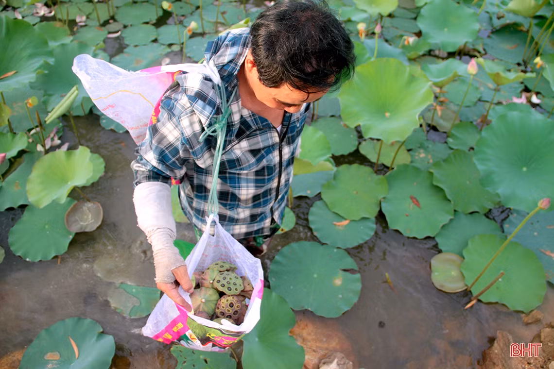 Vì là năm đầu tiên nên đầm sen nhà bà Xuân cho đài khá bé, còn nhiều hạt lép.