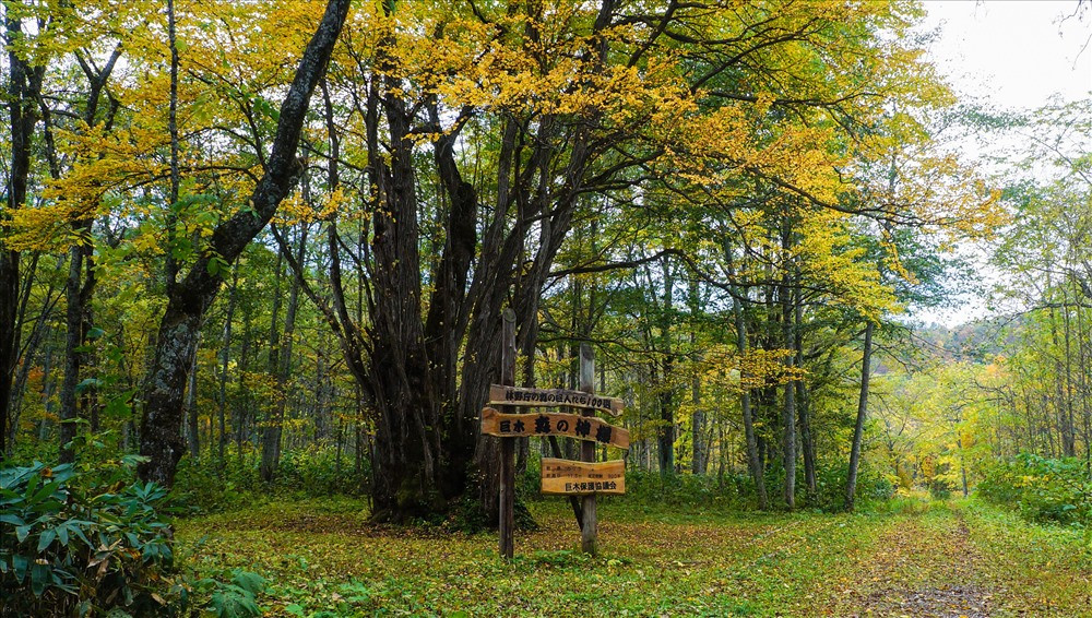 Mùa thu nơi đây vô cùng đẹp và lãng mạn là khởi nguồn cho cảm xúc nhiếp ảnh, khung cảnh rợp màu với lá phong vàng, đỏ, đường lên đỉnh núi bạt ngàn cây khô mùa thay lá. Cây cổ thụ Morino Kamisama, được gọi là Thần rừng, 900 tuổi.