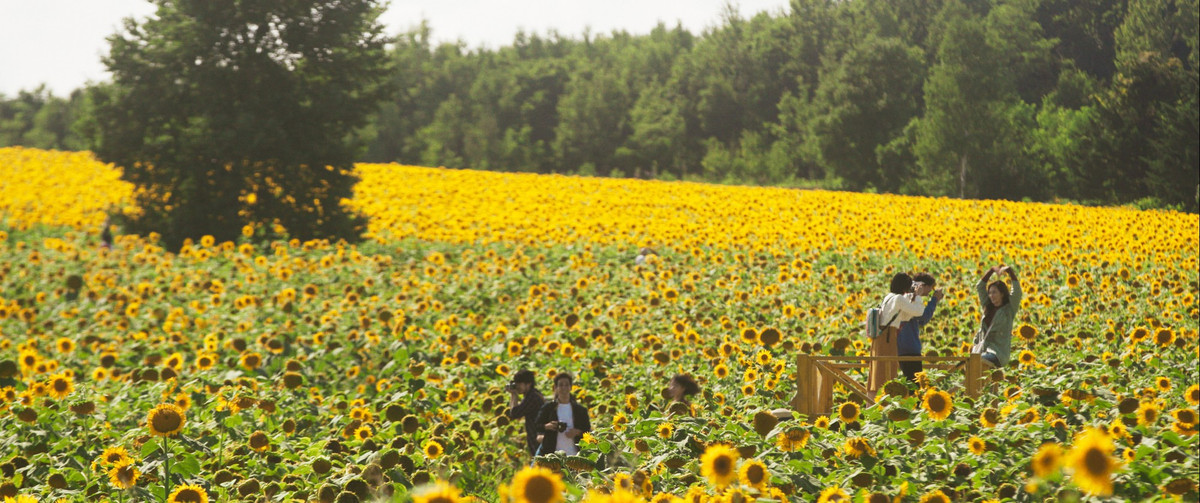 Cánh đồng hướng dương hút mắt, khung cảnh vùng quê yên ả của Higashikawa khiến bao du khách say lòng. Đây là cánh đồng hoa hướng dương lớn nhất Nhật Bản được trồng từ năm 1979. Cho đến bây giờ cánh đồng hoa này có đến hơn 1,5 triệu bông, tạo thành một cánh đồng hoa siêu lớn.