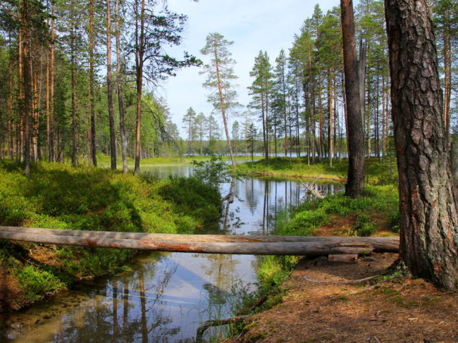 Vườn quốc gia Hossa, Phần Lan: Khu bảo tồn này có nhiều phong cảnh đẹp và hoạt động lý thú từ đi bộ khám phá và đạp xe tới chèo thuyền và câu cá. Bạn có thể chiêm ngưỡng những bức tranh trên đá có niên đại hàng nghìn năm tuổi.