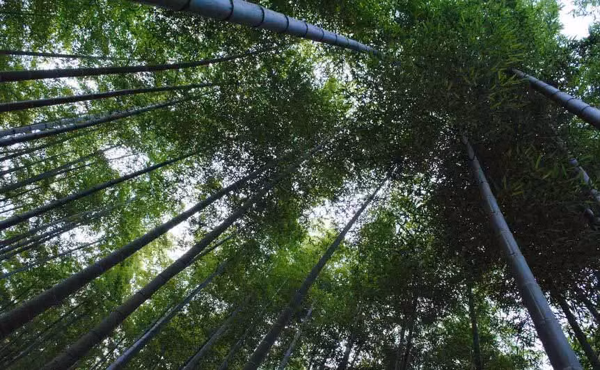 Mua thu Trung Quoc, bo lo nhung dia diem du lich nay se nuoi tiec ca doi-Hinh-4