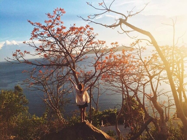 Du khách sẽ được tận hưởng cảm giác ngỡ ngàng khi đừng trên đường dốc cao nhìn xuống con đường, hàng cây ngô đồng Cù Lao Chàm đỏ rực xa xa là bãi biển sạch không tì vết cùng với cát trắng phau phau. Khung cảnh chỉ khiến người ta muốn giữ lại mãi mãi mà thôi.