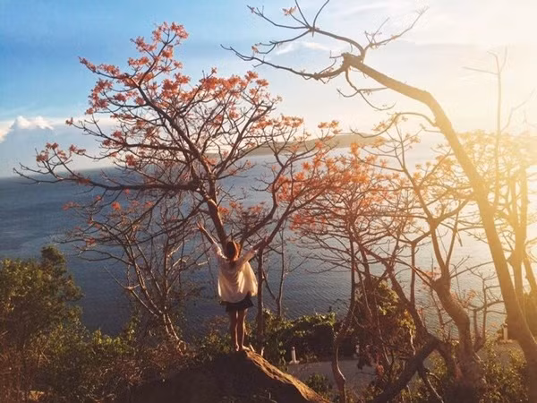 Du khách sẽ được tận hưởng cảm giác ngỡ ngàng khi đừng trên đường dốc cao nhìn xuống con đường, hàng cây ngô đồng Cù Lao Chàm đỏ rực xa xa là bãi biển sạch không tì vết cùng với cát trắng phau phau. Khung cảnh chỉ khiến người ta muốn giữ lại mãi mãi mà thôi.