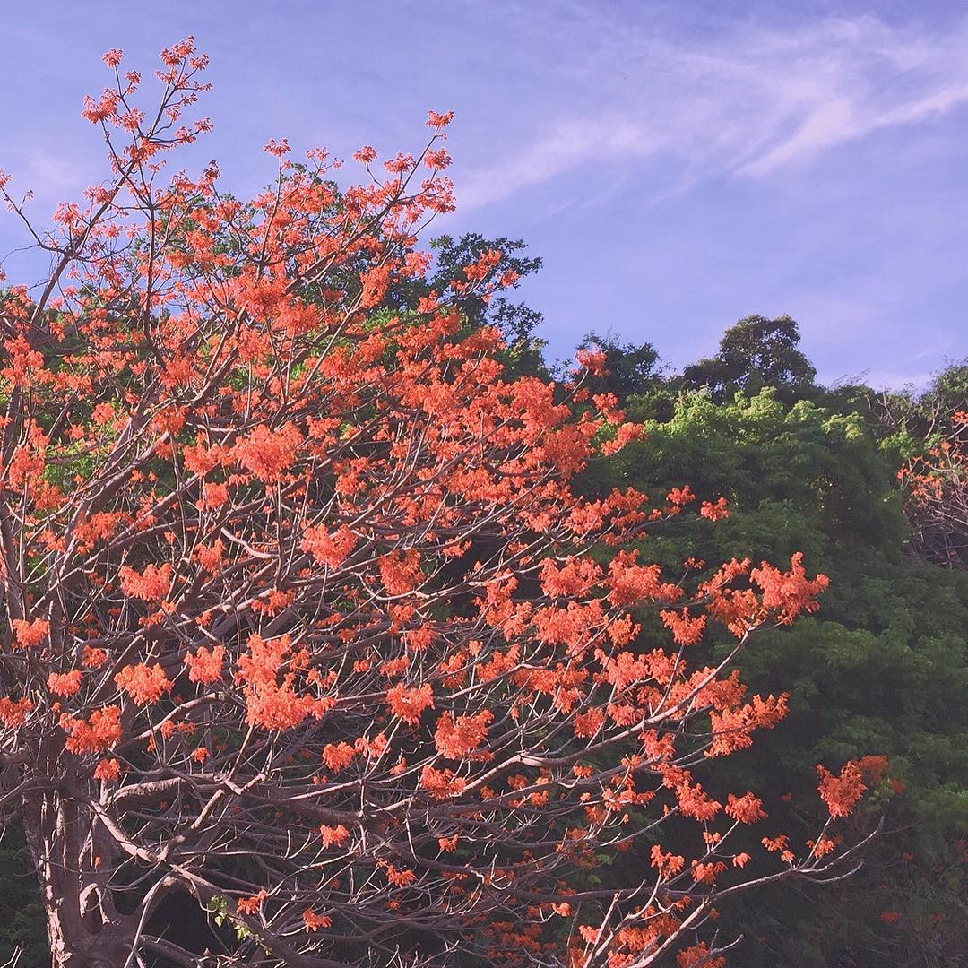 Những năm gần đây khi du lịch Cù Lao Chàm phát triển, du khách đến đảo bên cạnh tắm biển nghỉ ngơi còn có thêm một trải nghiệm lý thú khác là ngắm hoa ngô đồng nở.