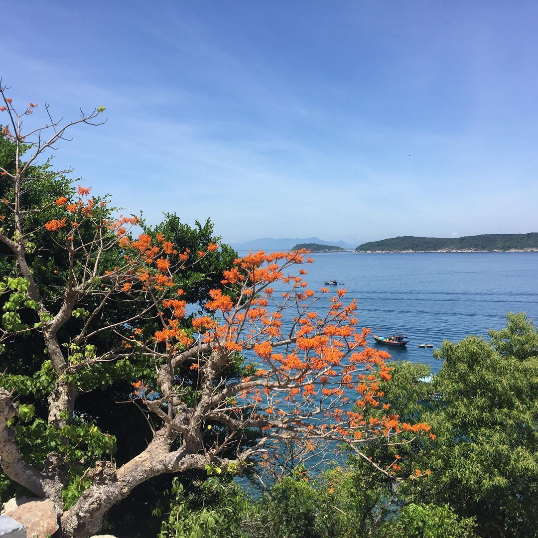 Cây ngô đồng tháng 8 trổ hoa đỏ thắm một góc rừng, tháng 9, ngô đồng ra lá non và kết quả vào tháng 10. Những ngày này nhìn lên các sườn núi chỉ thấy từng vệt màu đỏ hồng tươi tắn, toàn cây như được bao phủ bởi hoa rạng rỡ dưới ánh mặt trời càng làm cho Cù Lao Chàm thêm quyến rũ