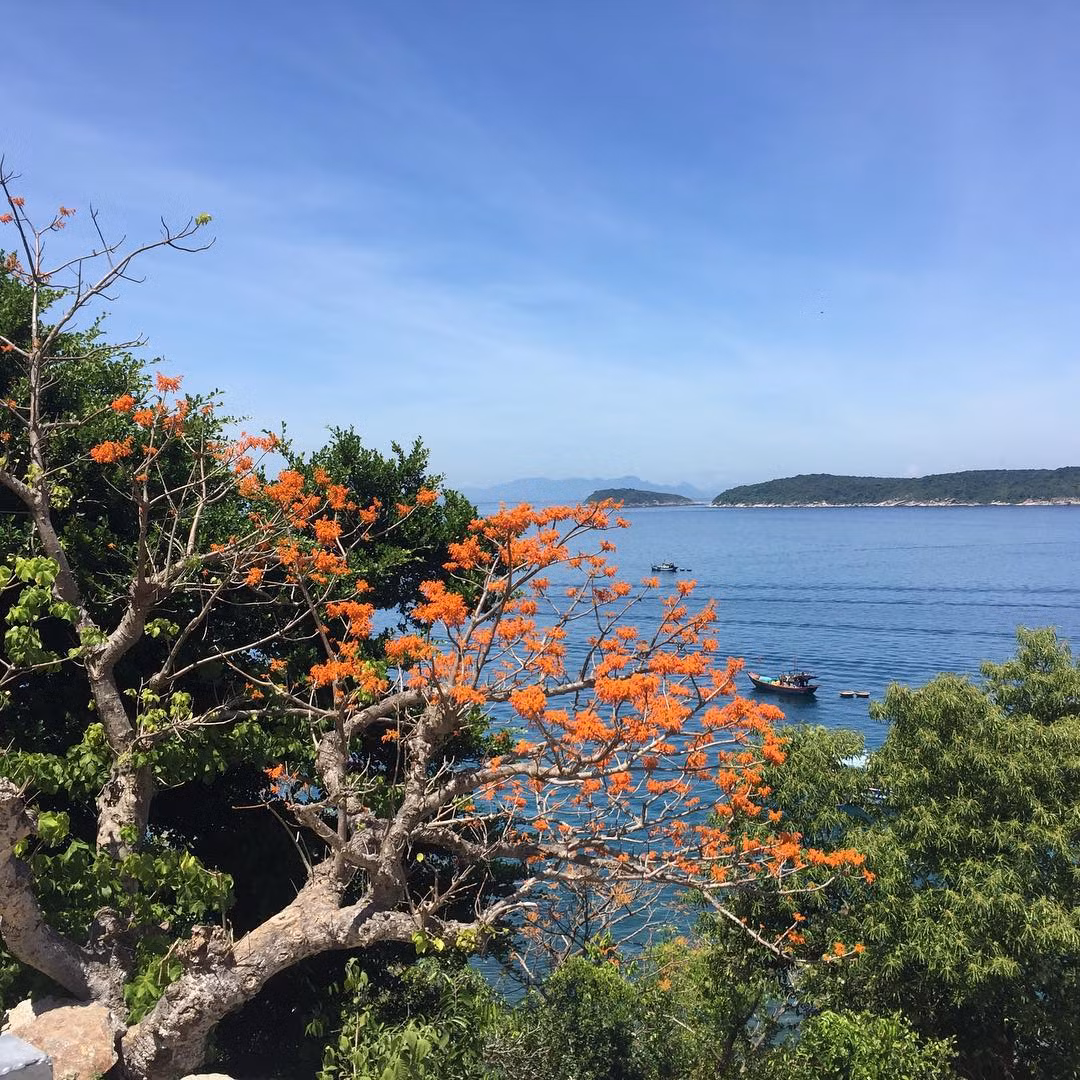 Cây ngô đồng tháng 8 trổ hoa đỏ thắm một góc rừng, tháng 9, ngô đồng ra lá non và kết quả vào tháng 10. Những ngày này nhìn lên các sườn núi chỉ thấy từng vệt màu đỏ hồng tươi tắn, toàn cây như được bao phủ bởi hoa rạng rỡ dưới ánh mặt trời càng làm cho Cù Lao Chàm thêm quyến rũ