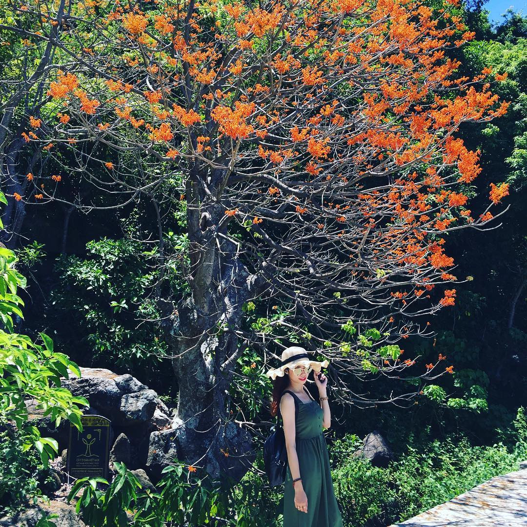 Đến Cù Lao Chàm vào thời gian này, đảm bảo du khách không khỏi “đứng hình” trước bức tranh thiên nhiên lung linh, mỗi độ tháng 8, nơi đây lại được khoác lên mình tấm áo màu đỏ rực rỡ của những cây ngô đồng.