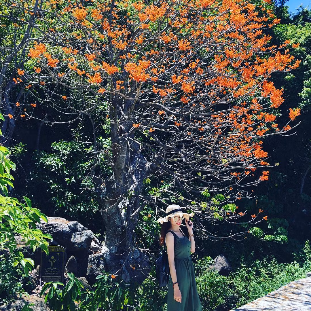 Đến Cù Lao Chàm vào thời gian này, đảm bảo du khách không khỏi “đứng hình” trước bức tranh thiên nhiên lung linh, mỗi độ tháng 8, nơi đây lại được khoác lên mình tấm áo màu đỏ rực rỡ của những cây ngô đồng.