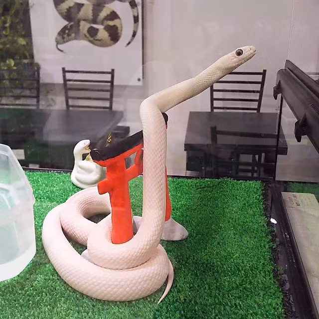 Quan ca phe cho phep moi nguoi om hon ran, lieu ban co dam thu?-Hinh-4