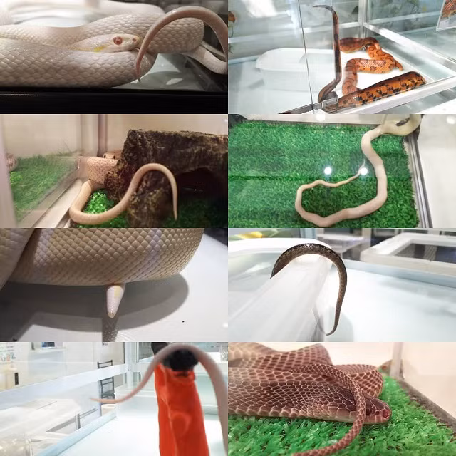 Quan ca phe cho phep moi nguoi om hon ran, lieu ban co dam thu?