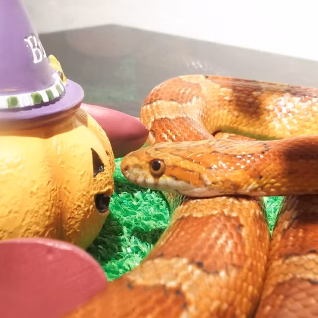 Quan ca phe cho phep moi nguoi om hon ran, lieu ban co dam thu?-Hinh-5