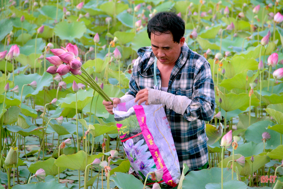 Những ngày này, cứ vào sáng sớm và chiều muộn, người nhà bà Xuân lại ra đầm thu hoạch đài sen. Do thân cây sen có nhiều gai, lại mọc trong bùn lầy nên người hái phải mặc quần liền ủng lội nước, áo dài tay. Đài sen chín được đựng trong hai bao gạo rỗng nối với nhau bằng một sợi dây vắt qua vai.