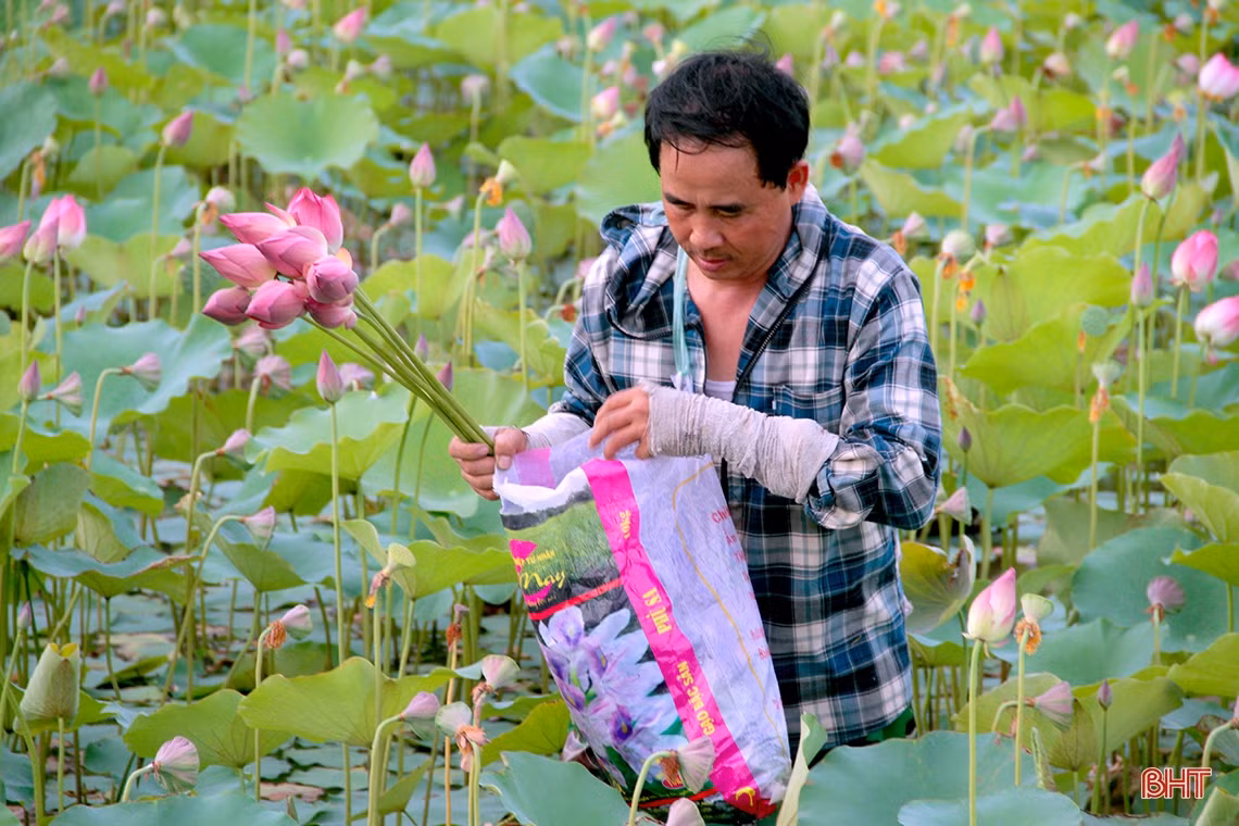 Những ngày này, cứ vào sáng sớm và chiều muộn, người nhà bà Xuân lại ra đầm thu hoạch đài sen. Do thân cây sen có nhiều gai, lại mọc trong bùn lầy nên người hái phải mặc quần liền ủng lội nước, áo dài tay. Đài sen chín được đựng trong hai bao gạo rỗng nối với nhau bằng một sợi dây vắt qua vai.