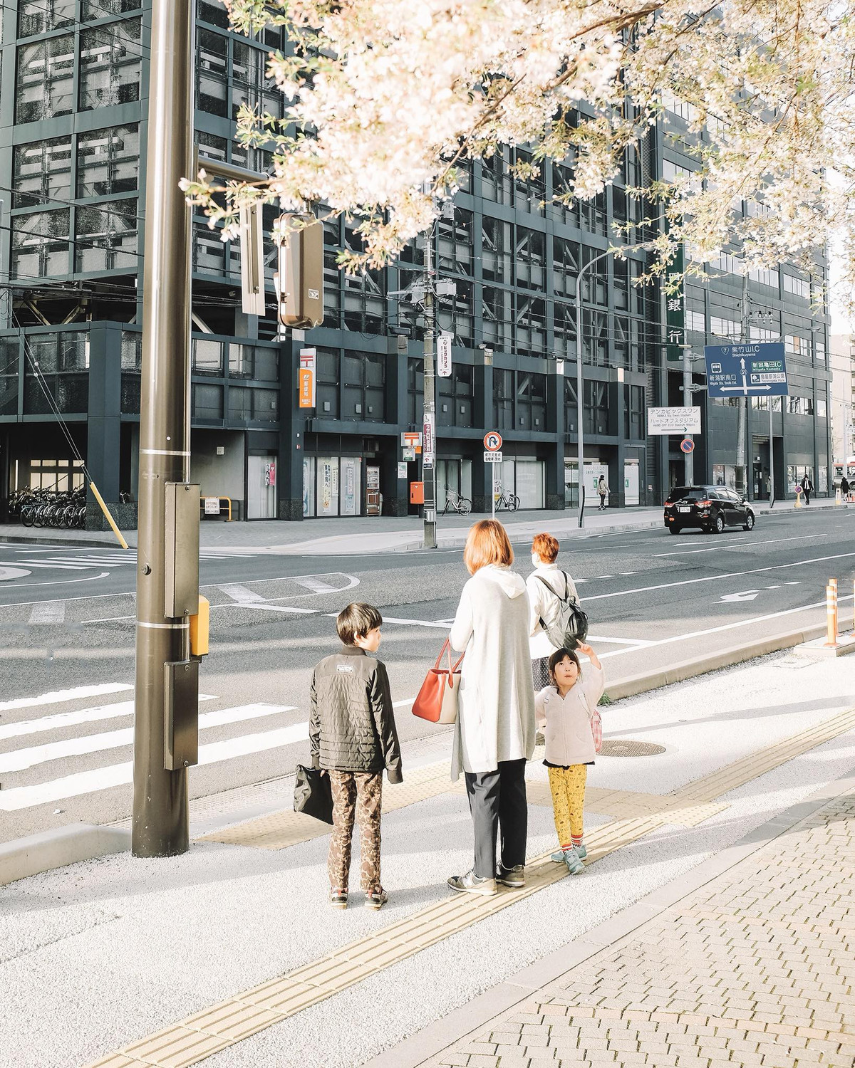 Cô bé ngắm nhìn chút hoa còn sót trên cành sakura.