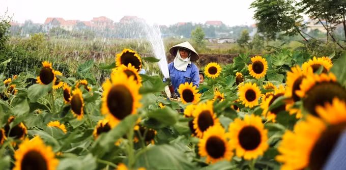 Hang tram nguoi chen chuc nhau check in o vuon huong duong Hai Phong-Hinh-8