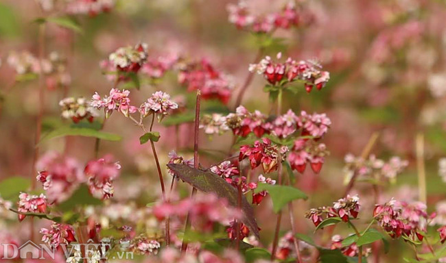 Những bông hoa màu hồng nhạt nhỏ li ti rung rinh trước gió, tạo cảm giác yên bình đến lạ.