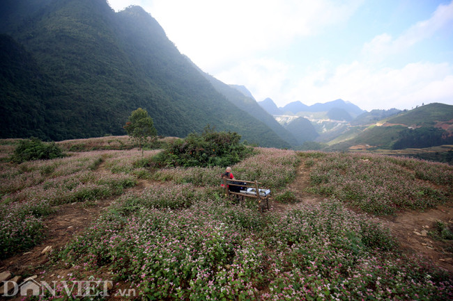 Những ngày đầu tháng 12, có mặt tại các huyện Đồng Văn, Quản Bạ, Mèo Vạc (Hà Giang)... du khách sẽ bắt gặp những đồi hoa tam giác mạch nằm bên lưng chừng núi hay ven đường tuyến quốc lộ 4C.