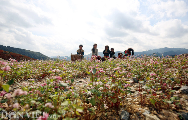 Thêm một đồi hoa tam giác mạch tại xã Ma La Khú. Đồi hoa này trải dài với diện tích hàng trăm m2, tuy nhiên do thời tiết tại khu vực này hanh khô, nên nhiều khóm hoa đã bắt đầu tàn.