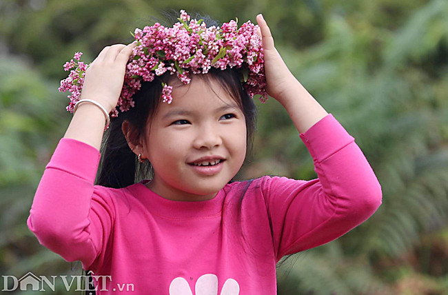 Năm nay, theo dự đoán của người dân, do thời tiết nên hoa tam giác mạch nở đẹp nhất vào đầu tháng 12, đến giữa tháng bắt đầu tàn và chuyển sang mùa hoa cải, hoa đào.