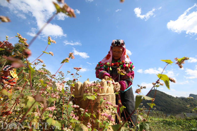 Khu vực này cũng được giới chụp ảnh và dân phượt đánh giá có những đồi hoa tam giác mạch đẹp và rực rỡ không thua kém nơi nào.