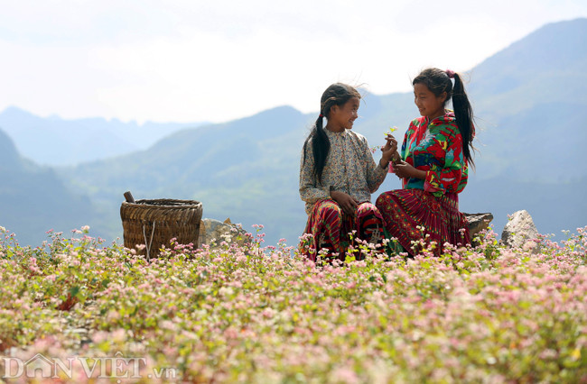Những nơi nhiều hoa tam giác mạch và đẹp nhất phải kể đến như Phó Bảng, Phố Cáo, Sủng Là, Lũng Cú (đều thuộc huyện Đồng Văn)... khắp các rẻo nơi nơi đây, chủ yếu là người dân tộc Mông, Dao, Lô Lô sinh sống.