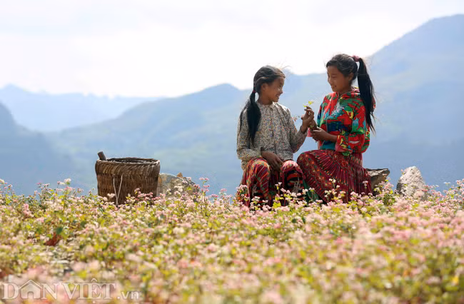 Những nơi nhiều hoa tam giác mạch và đẹp nhất phải kể đến như Phó Bảng, Phố Cáo, Sủng Là, Lũng Cú (đều thuộc huyện Đồng Văn)... khắp các rẻo nơi nơi đây, chủ yếu là người dân tộc Mông, Dao, Lô Lô sinh sống.