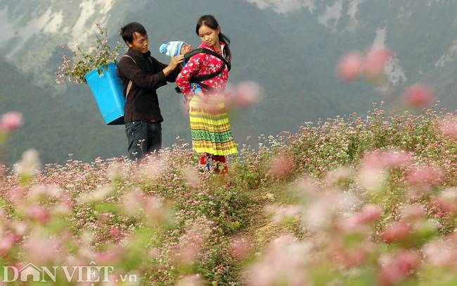 Hình ảnh đôi vợ chồng trẻ tại Quản Bạ, người chồng tên Lềnh A Sang cho biết, anh đầu tư hơn 10 triệu mua giống để trồng hoa tam giác mạch lấy hạt và làm nơi cho khách du lịch chụp ảnh.