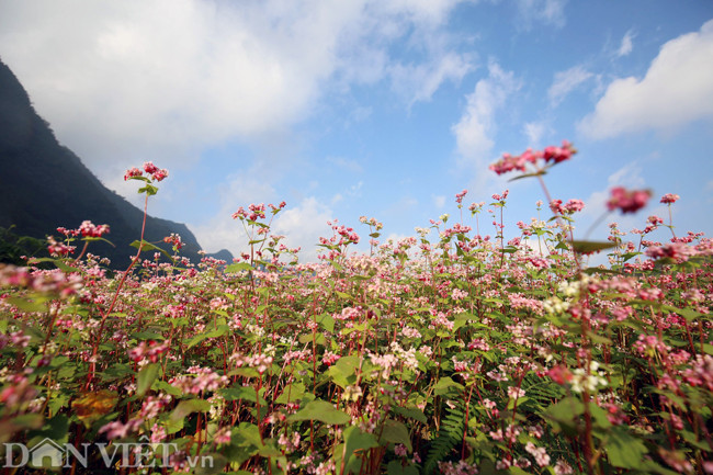 Giống như hoa cải, hoa đào... hoa tam giác mạch là một trong những đặc sản của tỉnh Hà Giang để "mời chào" khách du lịch đến với vùng đất này.