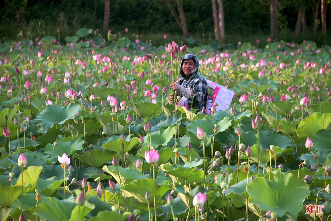 Trên thửa ruộng có diện tích khoảng 3.600 m2 tại khối phố Đại Đồng, phường Thạch Linh, TP Hà Tĩnh, gia đình bà Trương Thị Xuân (76 tuổi) thuê máy làm đất, dẫn nước và gieo hạt giống sen từ khoảng đầu tháng 3 năm nay. Sau 3 tháng chăm bón, sen đã cho thu hoạch lứa đầu tiên.