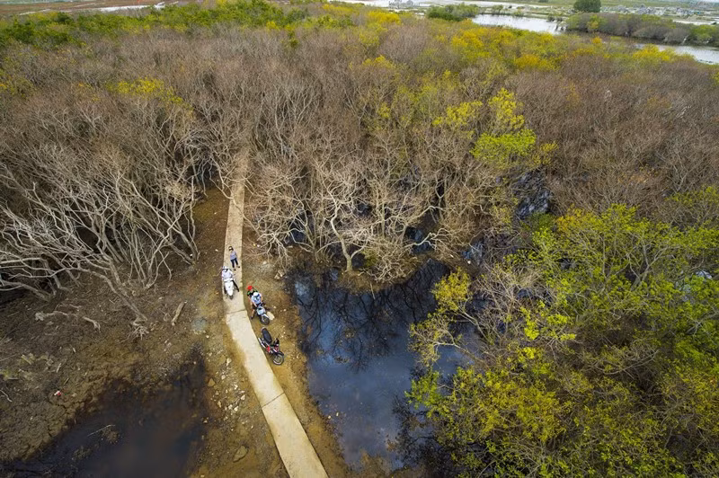 Đến nơi đây bạn sẽ không khỏi tròn mắt ngắm nhìn chân dung của rừng ngập mặn Rú Chá phải nói là như chúng ta đang ở khung cảnh sông nước miền Tây, động thực vật đa dạng trù phú đã làm nên tiếng thơm lan khắp xứ Huế như cây vẹt, cây xú, cây mắm, nhiều đìa tôm, bãi cá nhân tạo lẫn tự nhiên kết hợp với nhau tạo nên một ngư trường đa dạng trù phú bậc nhất phá Tam Giang.