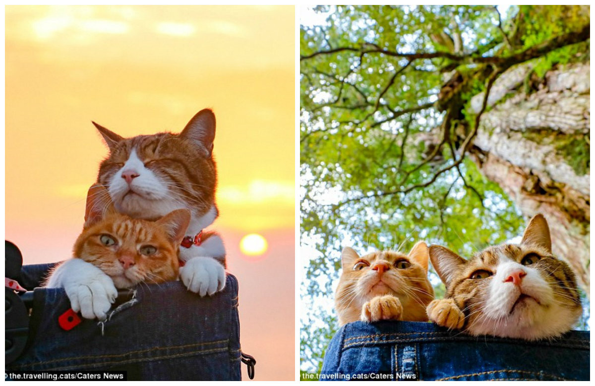 Ông Nagasawa đã bổ nhiệm Daikichi, 13 tuổi, làm quản lý chung và Fuku-chan, 7 tuổi, làm thư ký cho công ty công nghệ của mình. Trong mỗi chuyến du lịch, chúng được đặt trong một chiếc xe đẩy cải tiến.