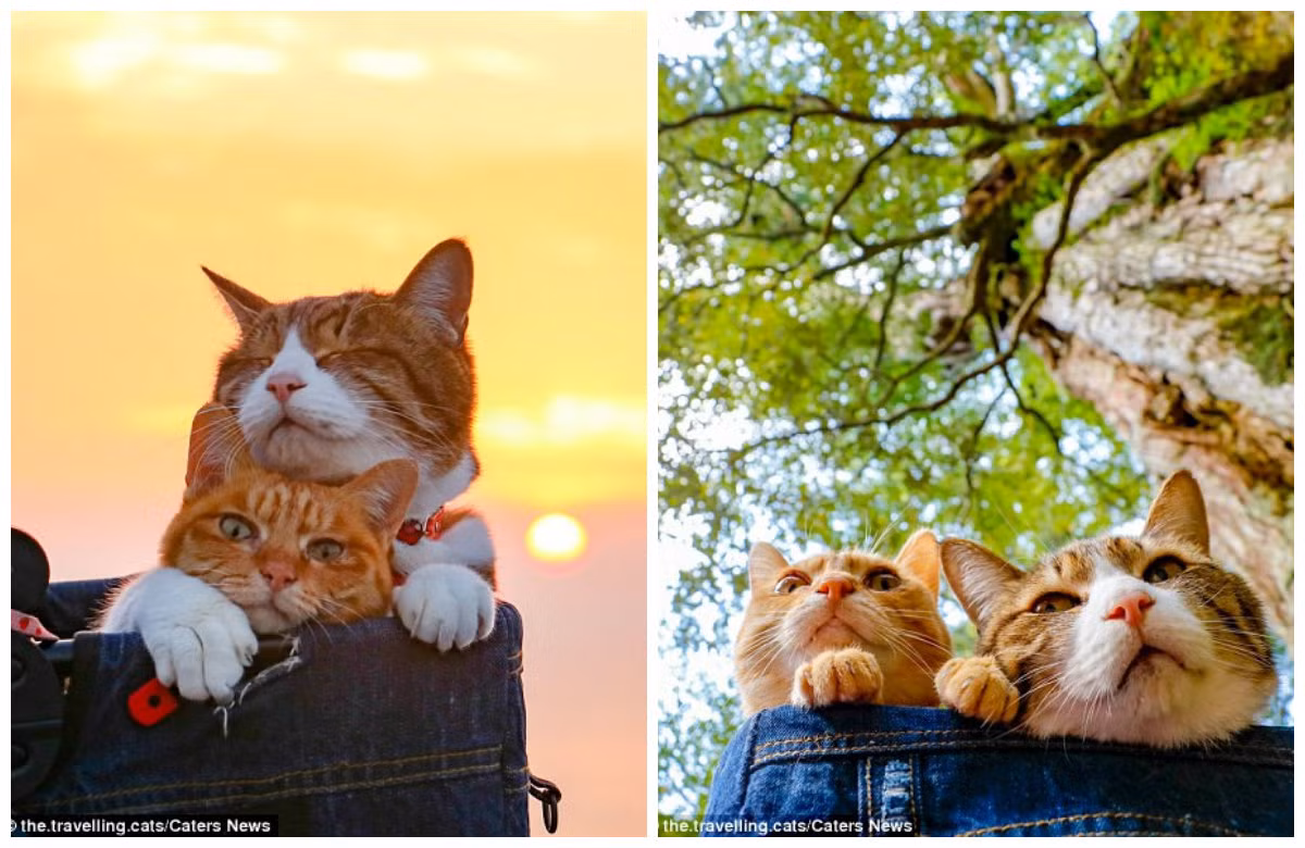 Ông Nagasawa đã bổ nhiệm Daikichi, 13 tuổi, làm quản lý chung và Fuku-chan, 7 tuổi, làm thư ký cho công ty công nghệ của mình. Trong mỗi chuyến du lịch, chúng được đặt trong một chiếc xe đẩy cải tiến.