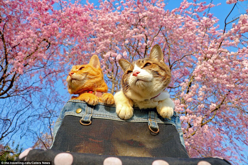 Ông Nagasawa kể: 'Khi tôi gửi những chú mèo ở nhà để đi du lịch, chúng không chỉ buồn bã, mà còn trở nên hung dữ hơn bình thường theo lời người trông coi. Sau đó tôi nhận ra việc đưa chúng đi cùng sẽ không gặp nhiều rắc rối đến vậy, và từ đó chúng trở thành một phần trong mọi chuyến đi của tôi'.