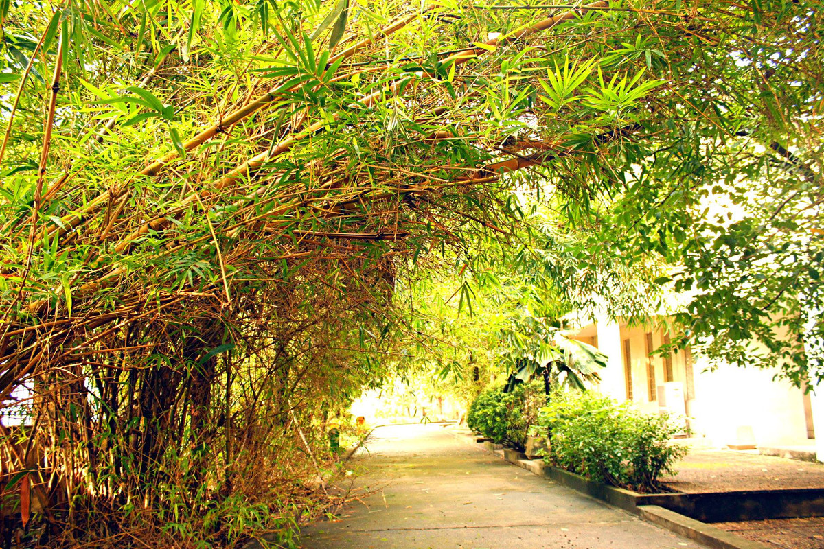 Khung canh lang man dep den kho tin cua dai hoc Quoc gia Ha Noi-Hinh-9