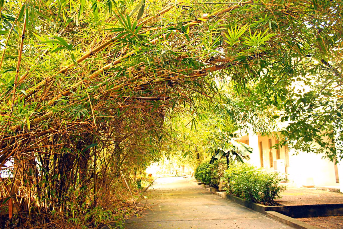 Khung canh lang man dep den kho tin cua dai hoc Quoc gia Ha Noi-Hinh-9