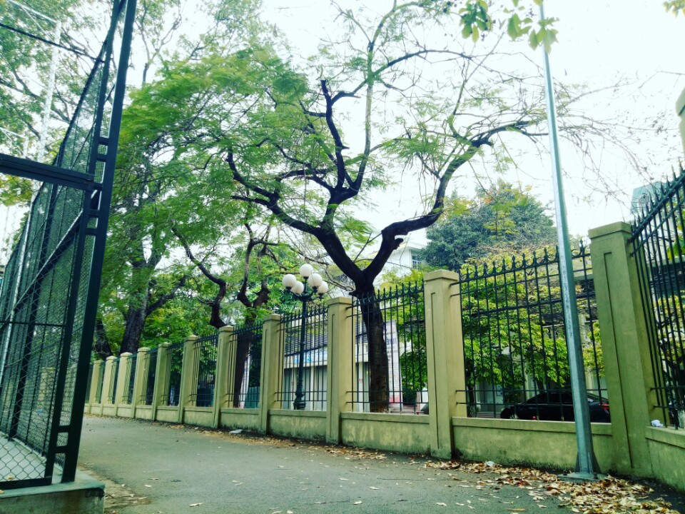 Khung canh lang man dep den kho tin cua dai hoc Quoc gia Ha Noi-Hinh-12