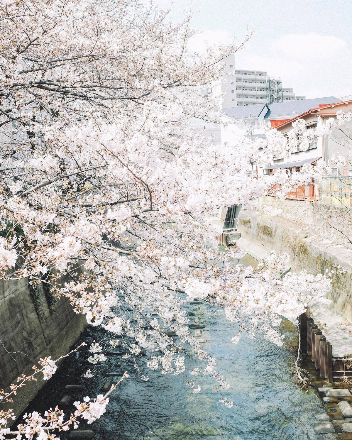 Bạn có thể đến Nhật vào bất cứ mùa nào trong năm, nhưng đừng bỏ qua mùa sakura ở Nhật Bản.