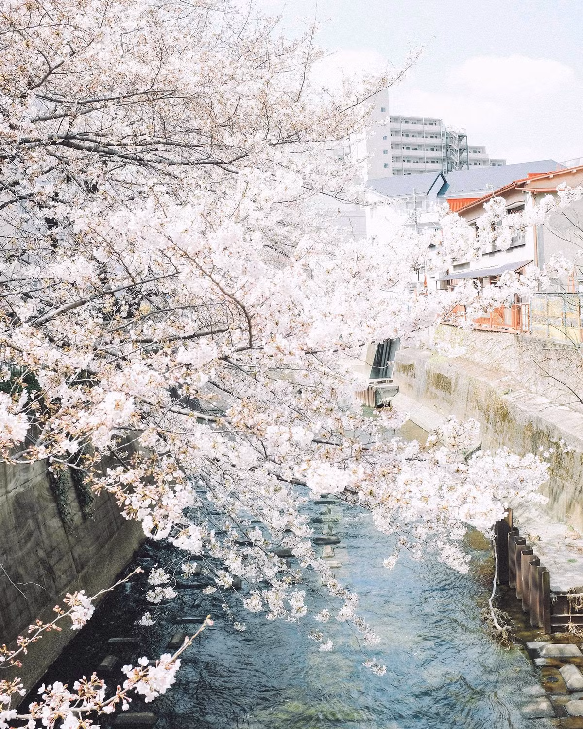 Bạn có thể đến Nhật vào bất cứ mùa nào trong năm, nhưng đừng bỏ qua mùa sakura ở Nhật Bản.