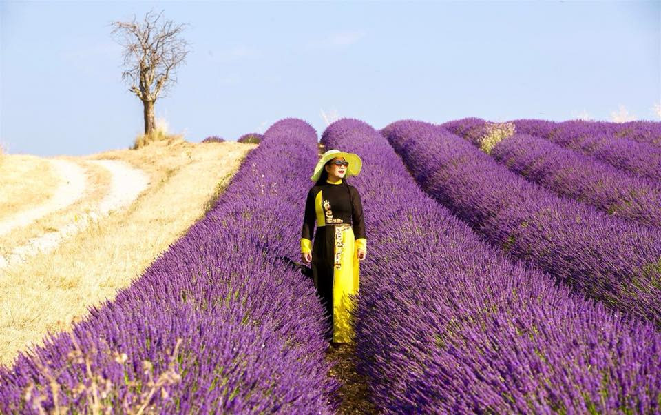 Từ Paris, bạn có thể đi tàu tới vùng Provence, sau đó di chuyển tiếp bằng ô tô để tới cánh đồng hoa oải hương này. Đến Pháp thời điểm này bạn sẽ được thỏa sức ngắm nhìn sắc tím lãng mạn của những cánh đồng hoa oải hương trải dài tít tắp.