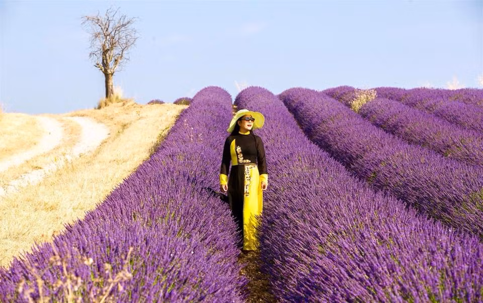 Từ Paris, bạn có thể đi tàu tới vùng Provence, sau đó di chuyển tiếp bằng ô tô để tới cánh đồng hoa oải hương này. Đến Pháp thời điểm này bạn sẽ được thỏa sức ngắm nhìn sắc tím lãng mạn của những cánh đồng hoa oải hương trải dài tít tắp.