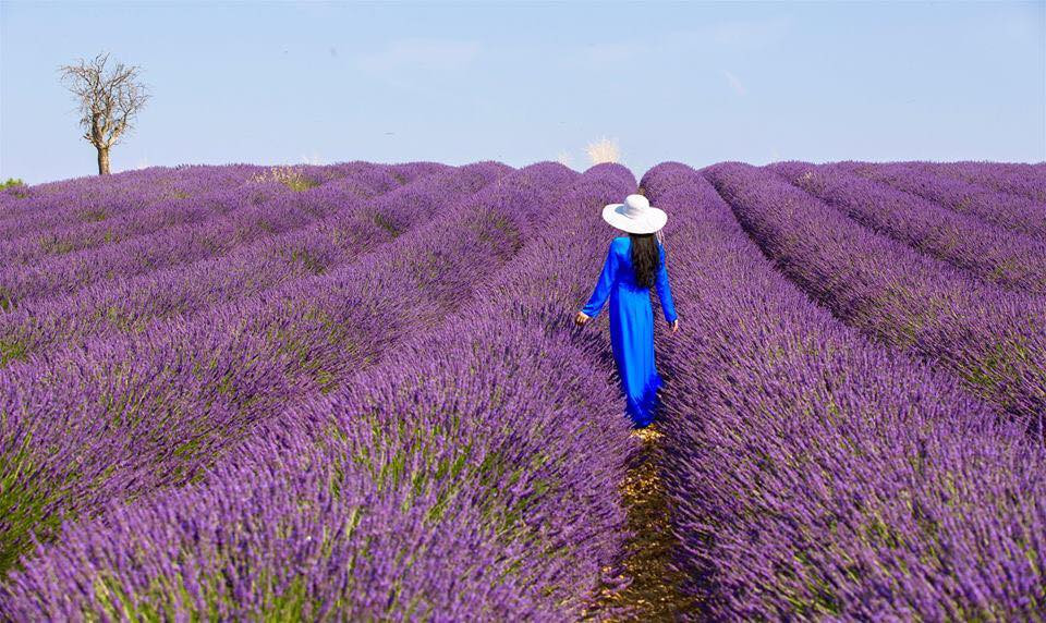 Thời điểm thích hợp để tham quan cánh đồng lavender là vào sáng sớm và buổi chiều hoàng hôn. Tới đây, ngoài thỏa thích ngắm hoa, chụp ảnh, du khách có thể mua các sản phẩm được làm từ hoa lavender như xà bông, nước hoa, hoa khô hay trà về làm quà. .