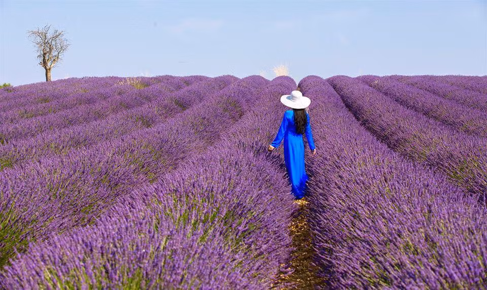 Thời điểm thích hợp để tham quan cánh đồng lavender là vào sáng sớm và buổi chiều hoàng hôn. Tới đây, ngoài thỏa thích ngắm hoa, chụp ảnh, du khách có thể mua các sản phẩm được làm từ hoa lavender như xà bông, nước hoa, hoa khô hay trà về làm quà. .