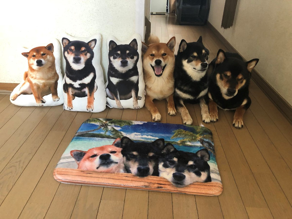 Các sản phẩm của cửa hàng bao gồm gối, thảm, giỏ... đều in hình của các chú chó, giá dao động 1.200-7.500 yen (khoảng từ 240.000 đồng đến 1,5 triệu đồng).