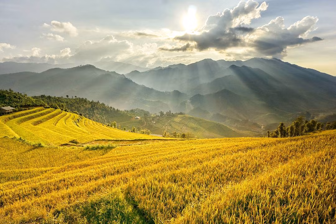 Chờ mãi cũng đến ngày này để đến Sapa ngắm những khoảng lặng bình yên. Còn chần chừ gì mà không nhanh chân đến ngắm lúa nơi đây.