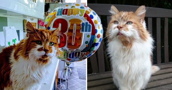 Rubble được cho là chú mèo già nhất thế giới hiện nay.