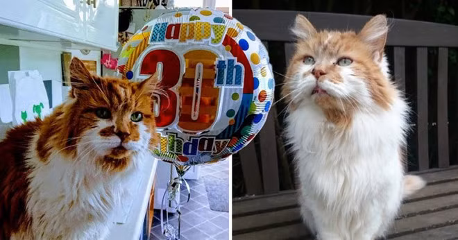 Rubble được cho là chú mèo già nhất thế giới hiện nay.