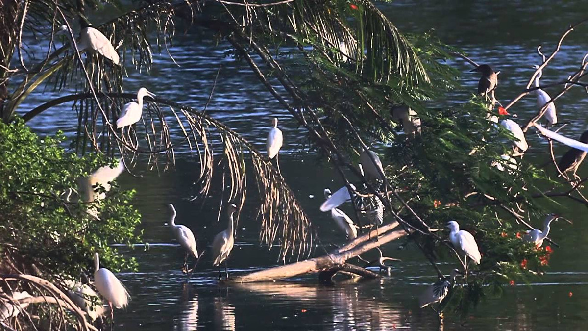 Đảo Cò là điểm du lịch mới ở Hưng Yên thu hút khá đông khách du lịch trong vài năm trở lại đây, nhất là vào mùa hè.