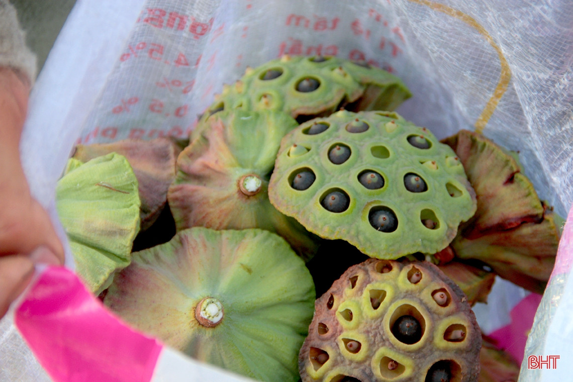 Ngoài đài sen, chủ đầm còn có thể bán hoa sen để kiếm thêm thu nhập, tuy nhiên bà Xuân cho biết năm nay gia đình chỉ hái biếu bà con hàng xóm thắp hương ngày rằm cho đẹp. Ngoài đài sen, chủ đầm còn có thể bán hoa sen để kiếm thêm thu nhập, tuy nhiên bà Xuân cho biết năm nay gia đình chỉ hái biếu bà con hàng xóm thắp hương ngày rằm cho đẹp.